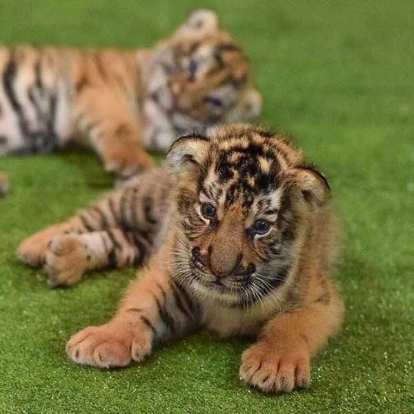 Phuket City Tour & Tiger Kingdom