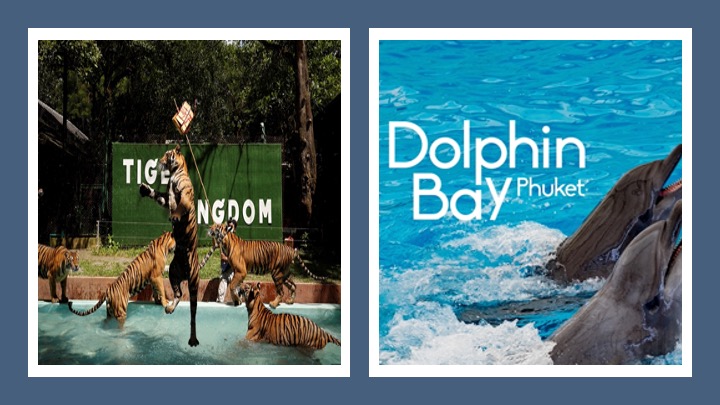 Krabi to Phuket Transfer, Tiger Kingdom & Dolphin Show