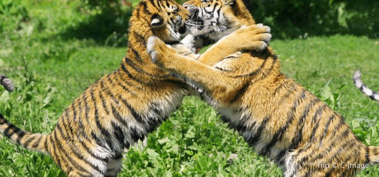 Tiger Kingdom Phuket Visit
