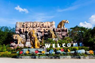 Sriracha Tiger Zoo Tiger Topia
