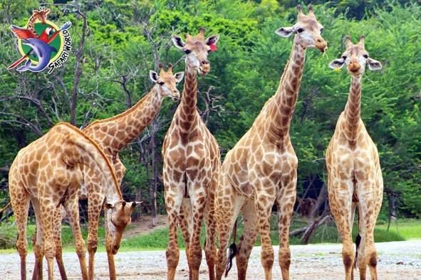 Safari World