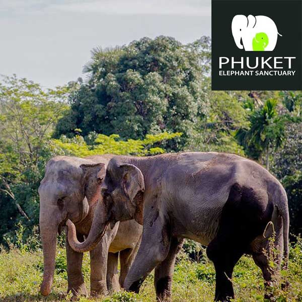 Phuket Elephant Jungle Sanctuary